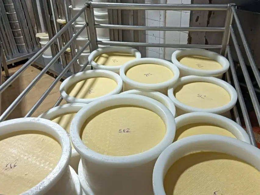 Moldes para quesos Fontina