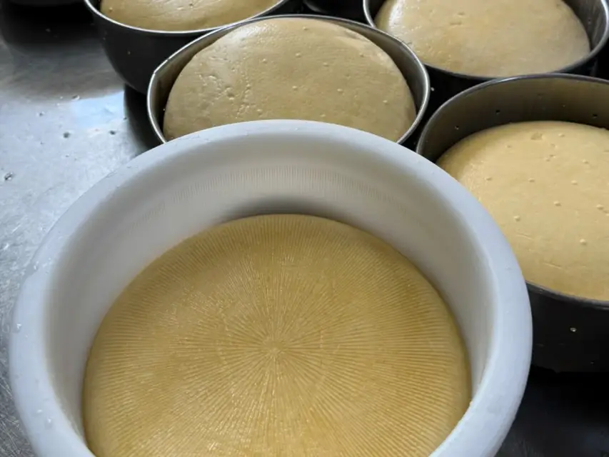 Moldes para quesos Gouda/Pategrás